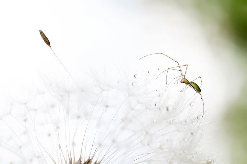Игра на струнах маленьких арф фото превью