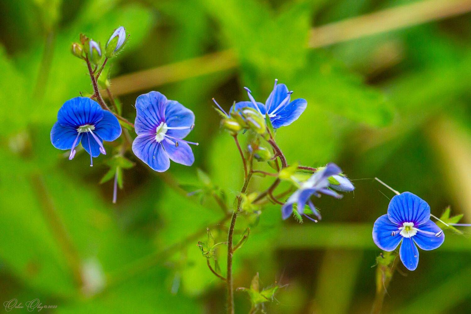 , Орлов Олег