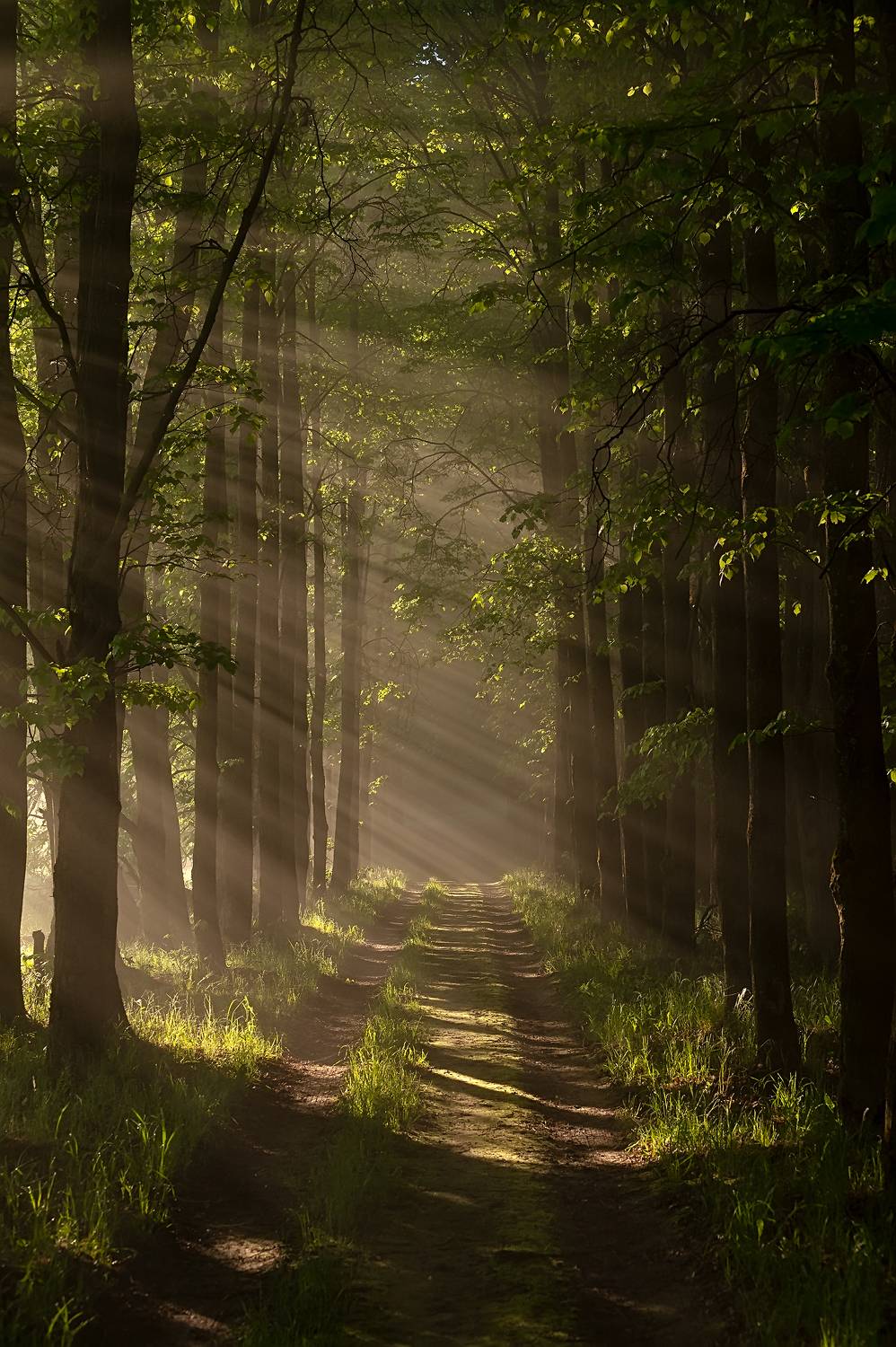 , Виталий Стрельцов