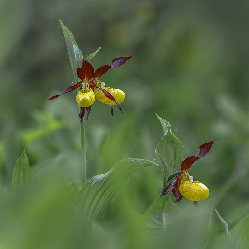 венерин башмачек фото превью
