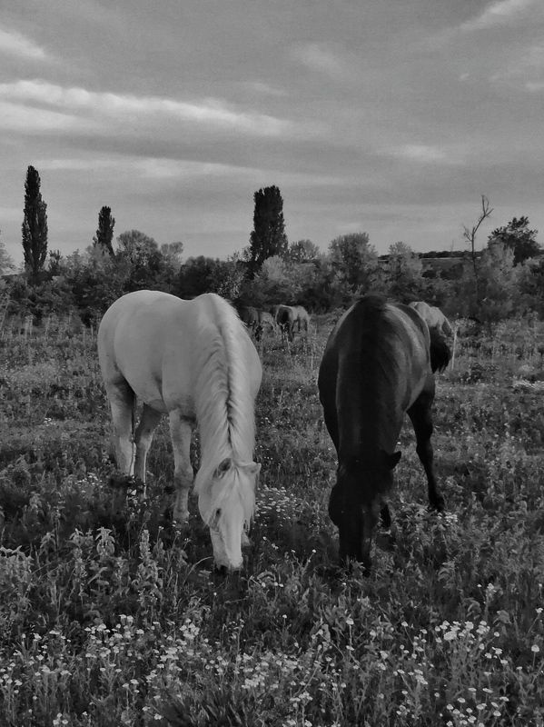 лошади, черно-белое, b&w, крым B&W фото превью