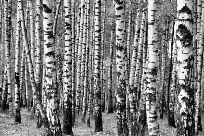 Берёзки-невесты фото превью