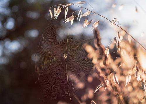 Июньский вечер в Комсомольском парке.