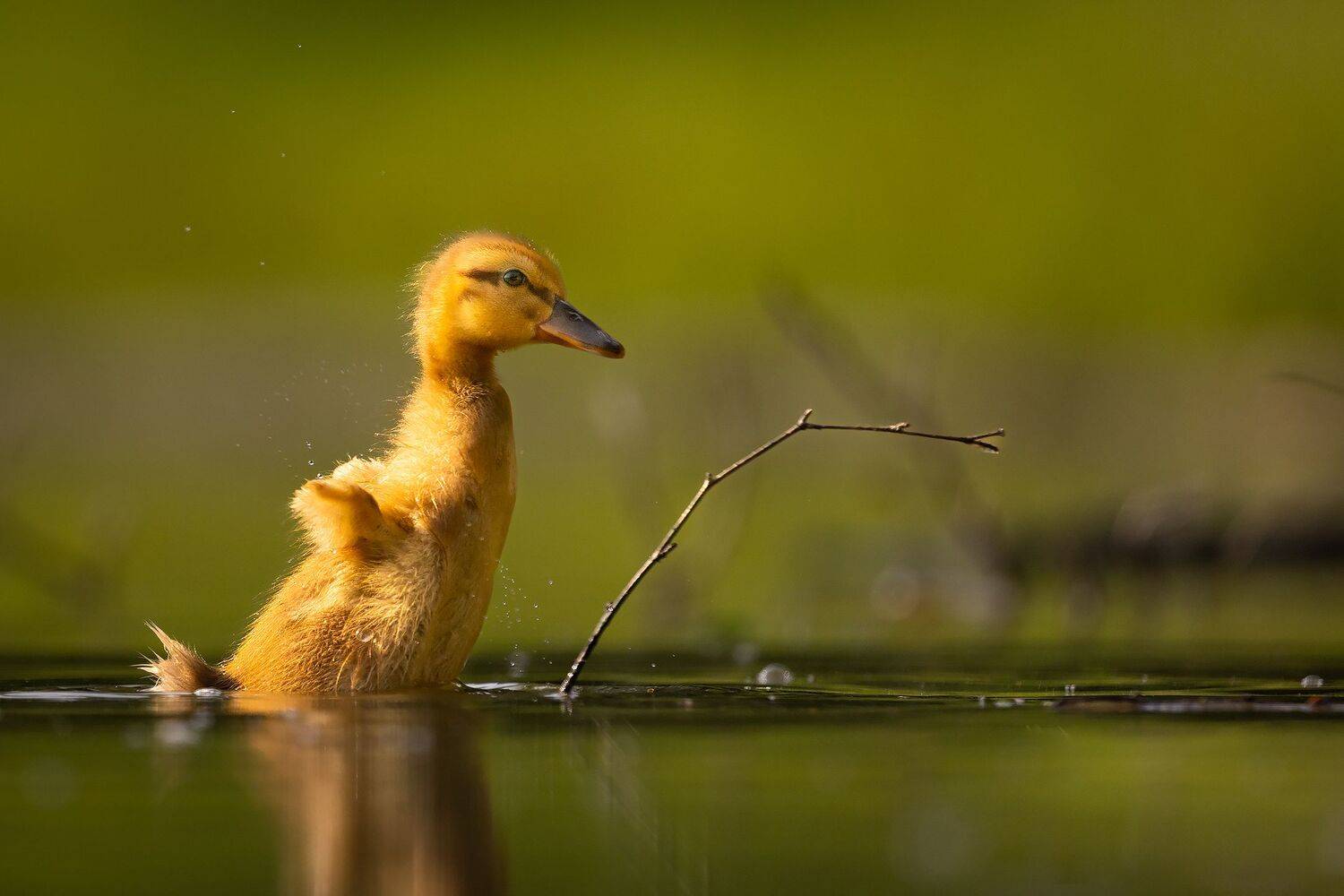 , Robert Adamec