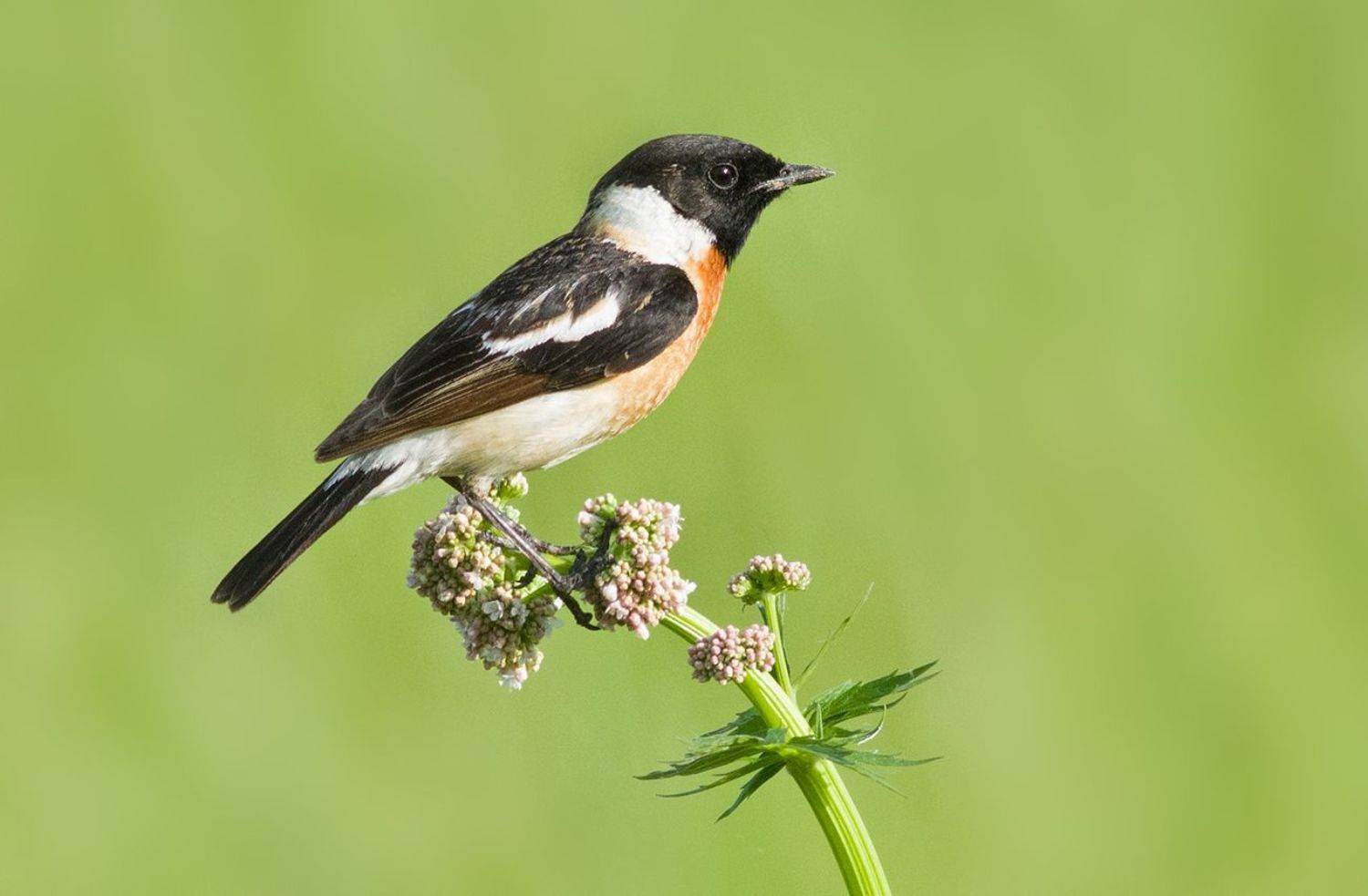 чекан,черноголовый,самец,луг, Иван