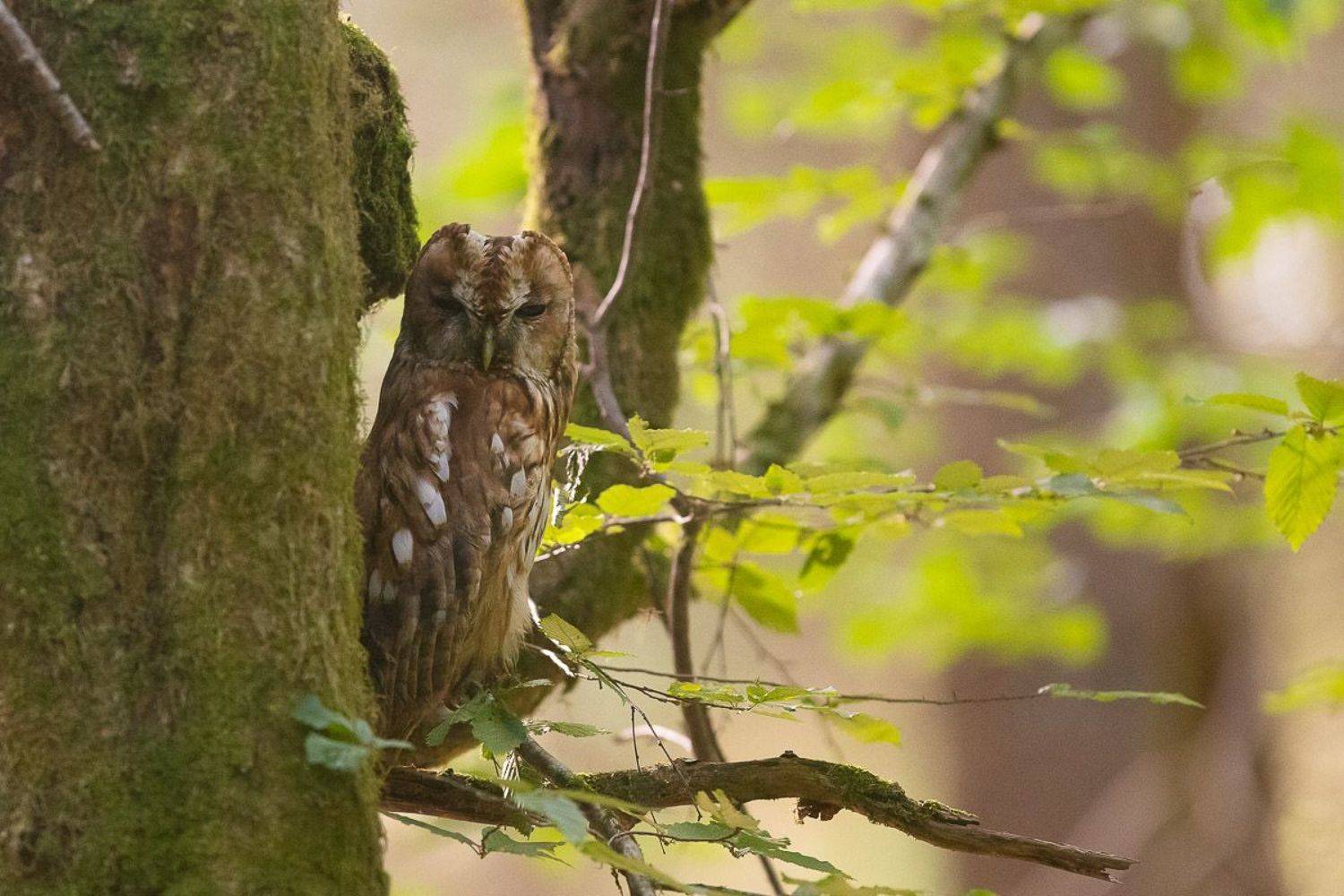 las.ptaki,s&oacute;weczka,sowa,puszczyk,dzika przyroda, Marcin Zakrzewski