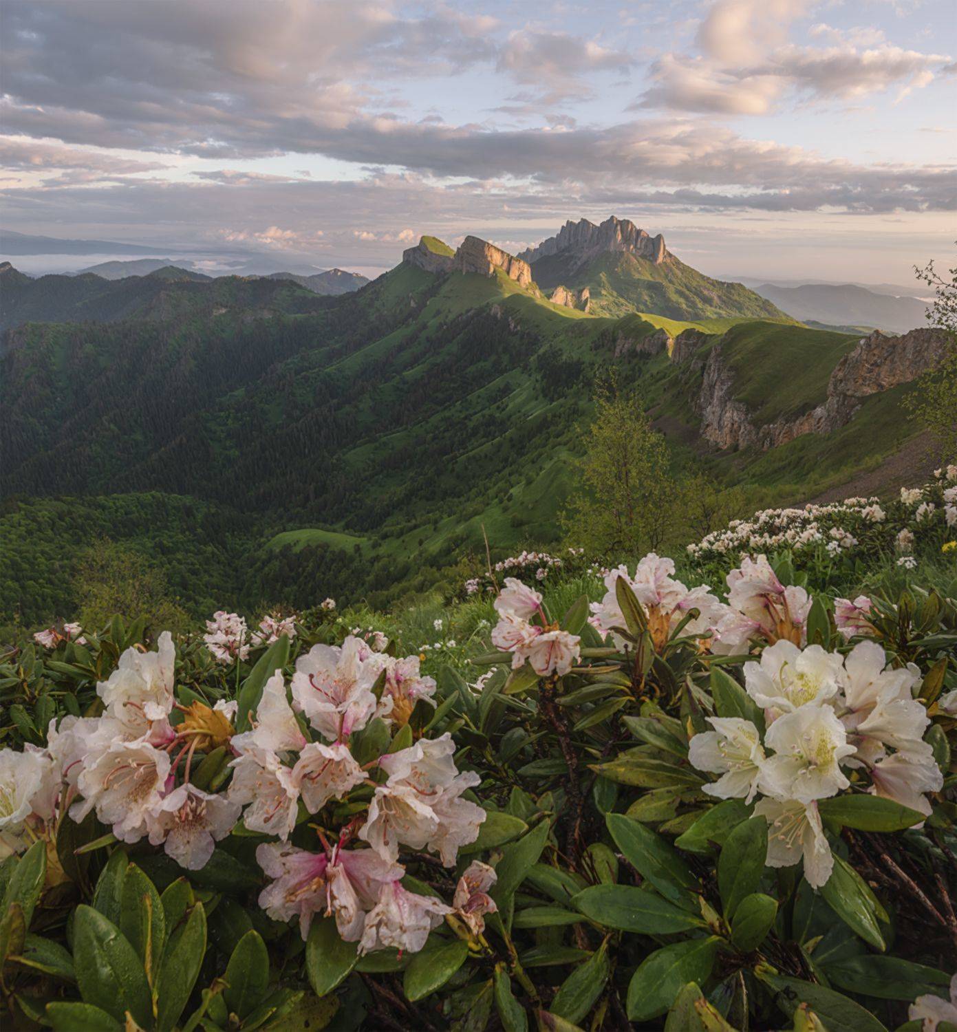 западный кавказ, тхач, асбестная, рассвет, рододендрон, лето, Мысливцев Николай