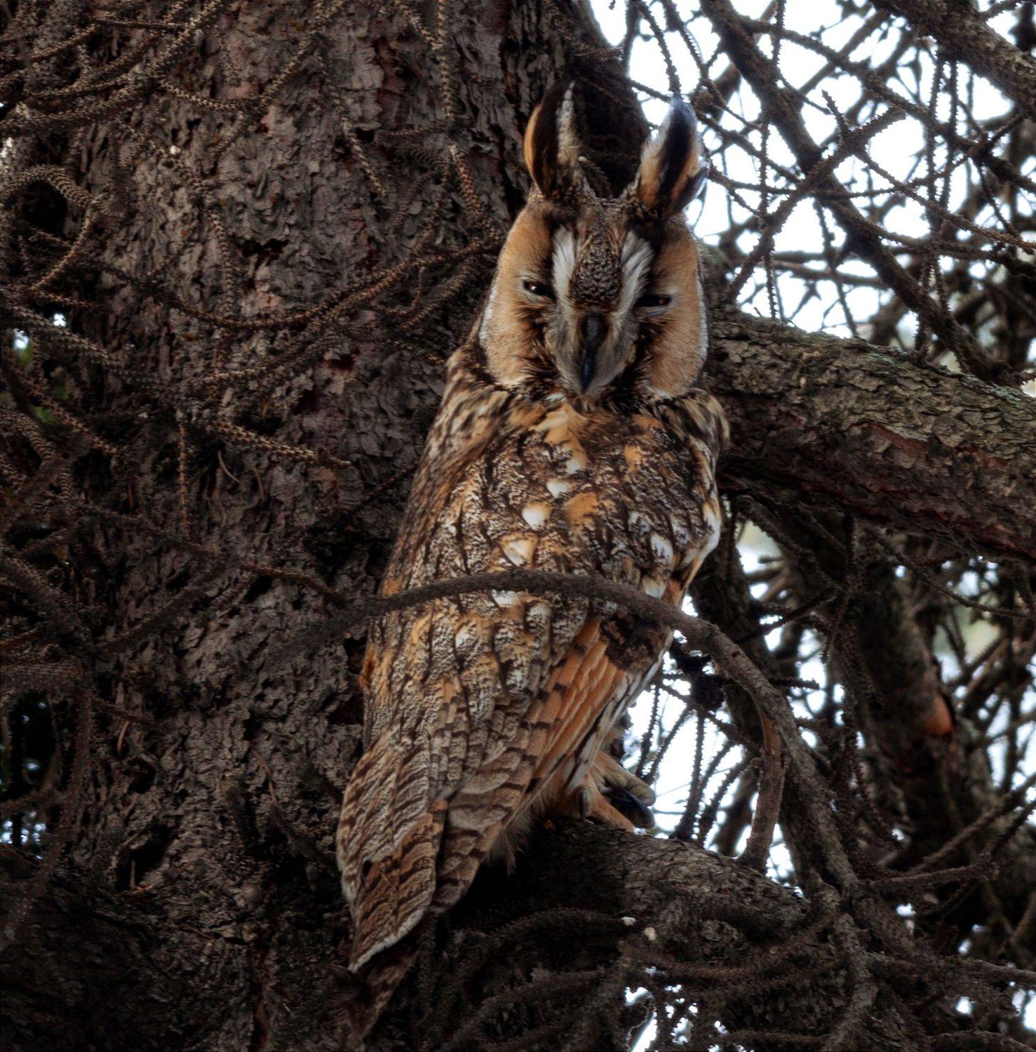 сова, ушастая сова, фотоохота, птица, owl,, Павел Краснослободцев