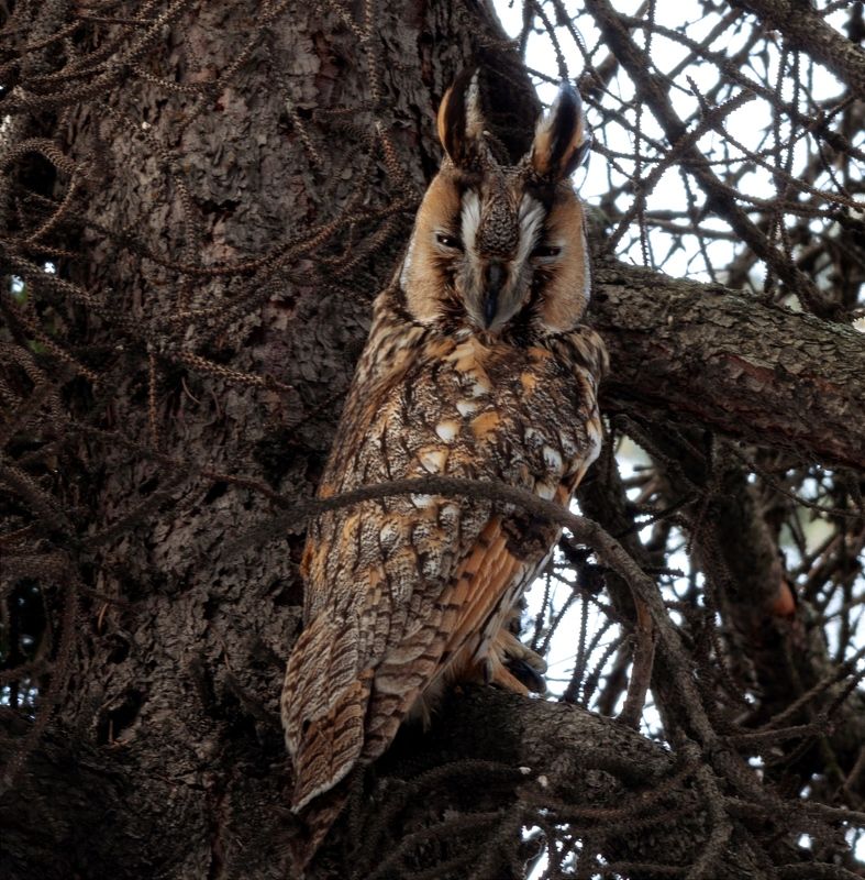 Ушастая сова фото превью