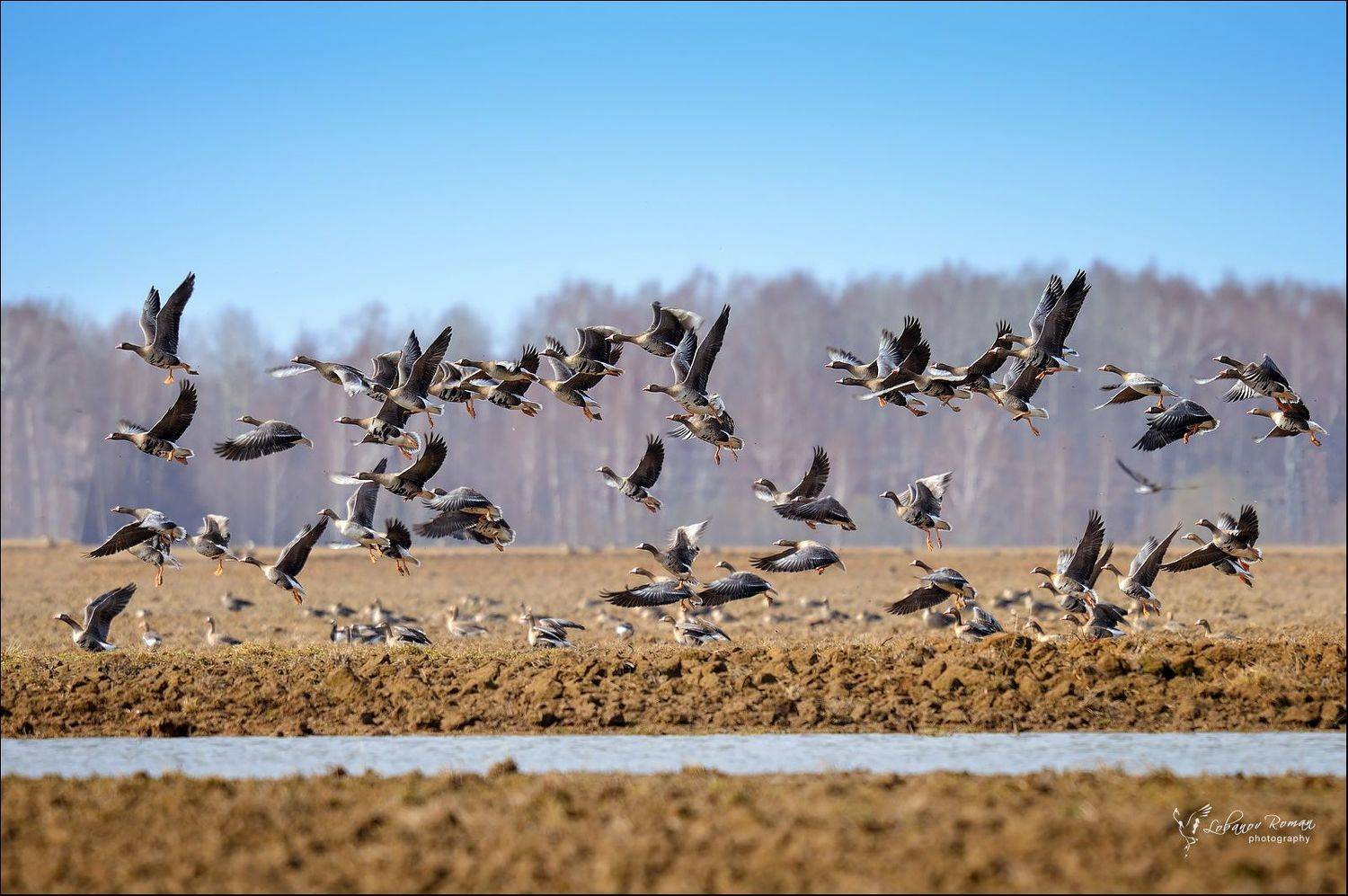 , Лобанов Роман