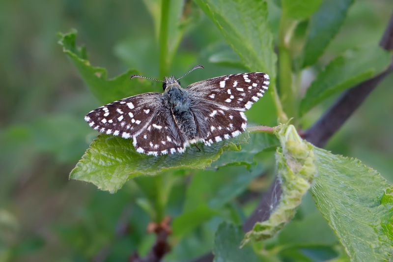 фото превью