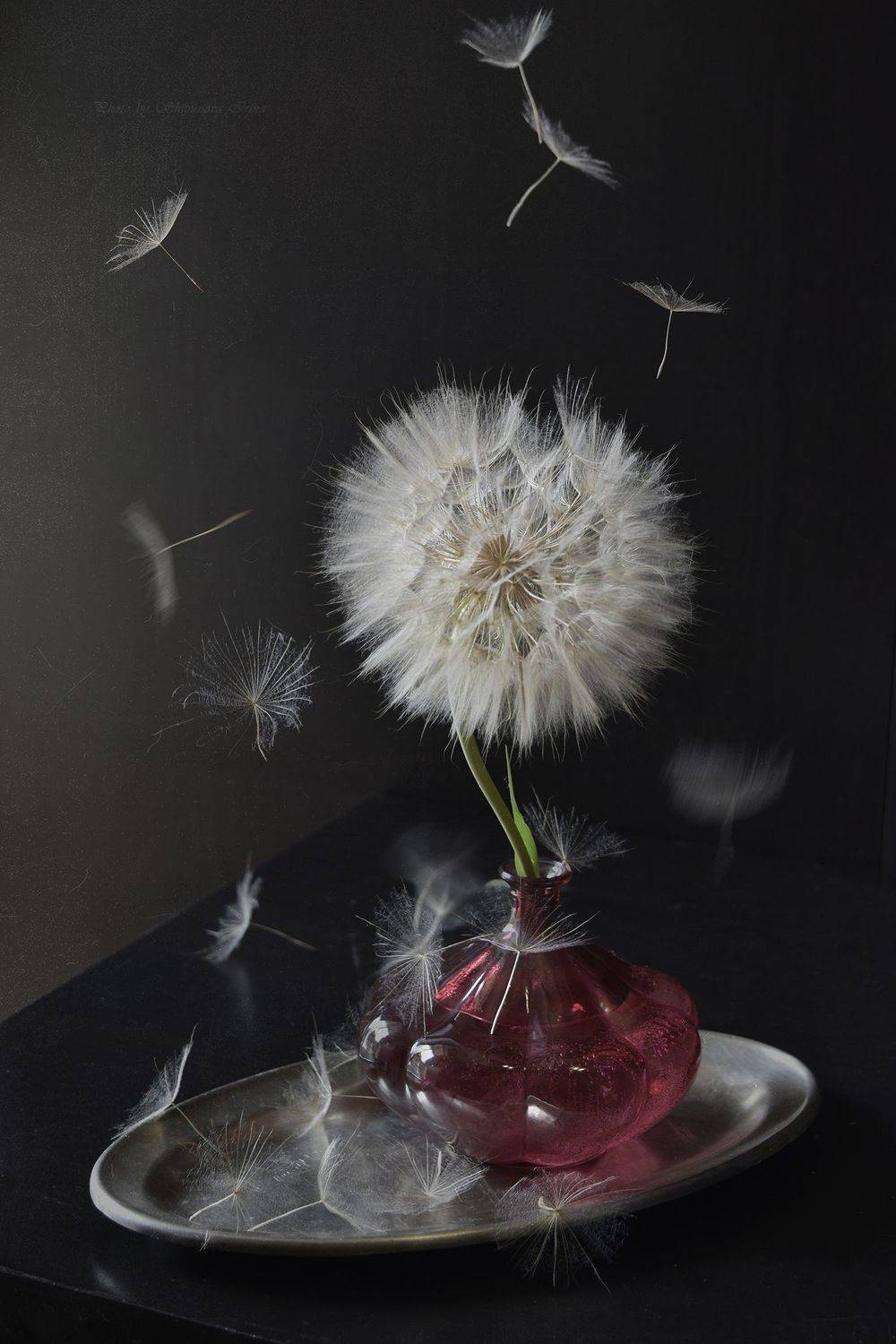 , Шипунова Ирина