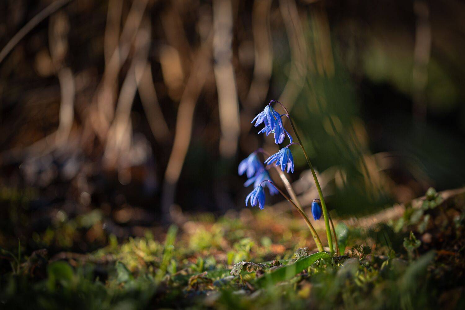 , Зеленько Дмитрий