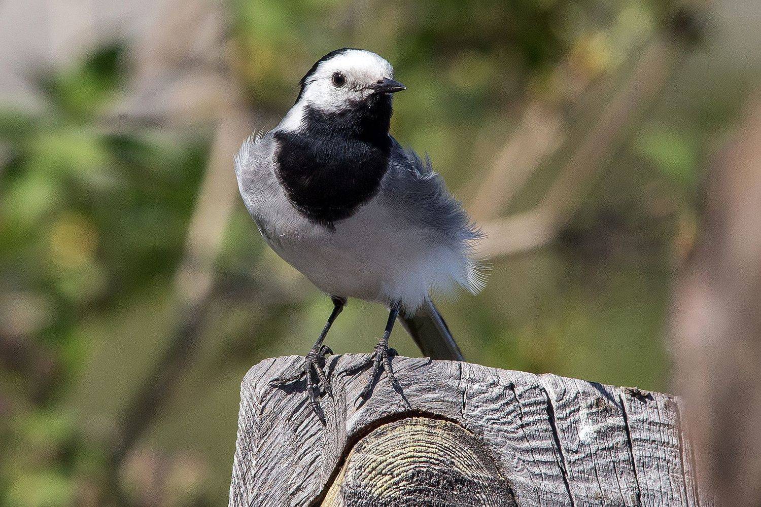 , Сосновских Вячеслав