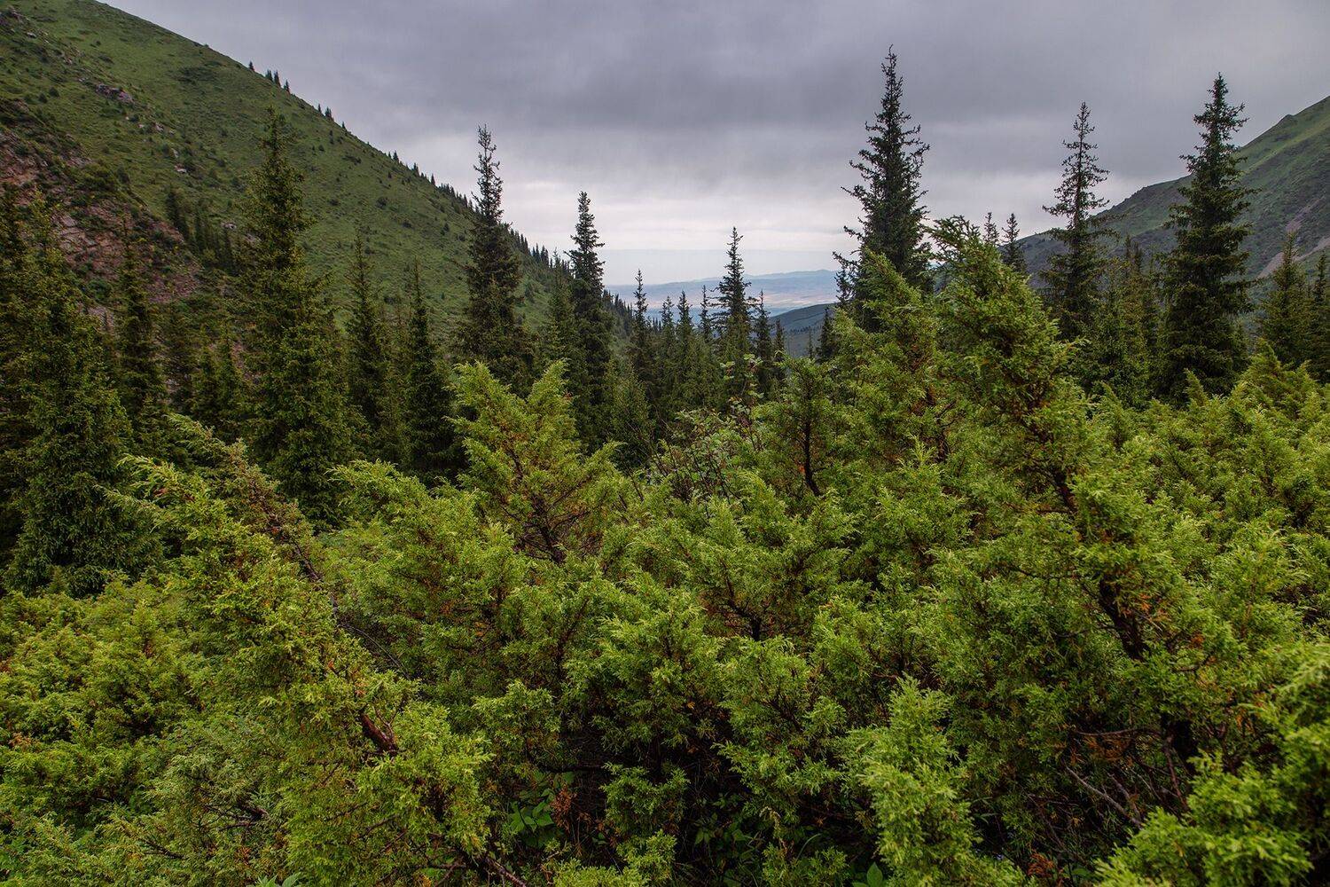 кыргызстан,горы, кель-тор, Элина Магалимова