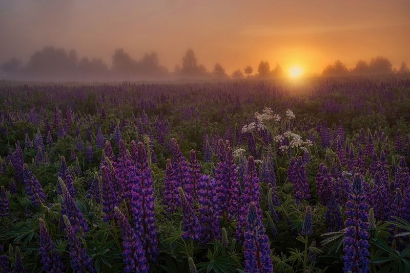 рассвет в люпиновых морях фото превью