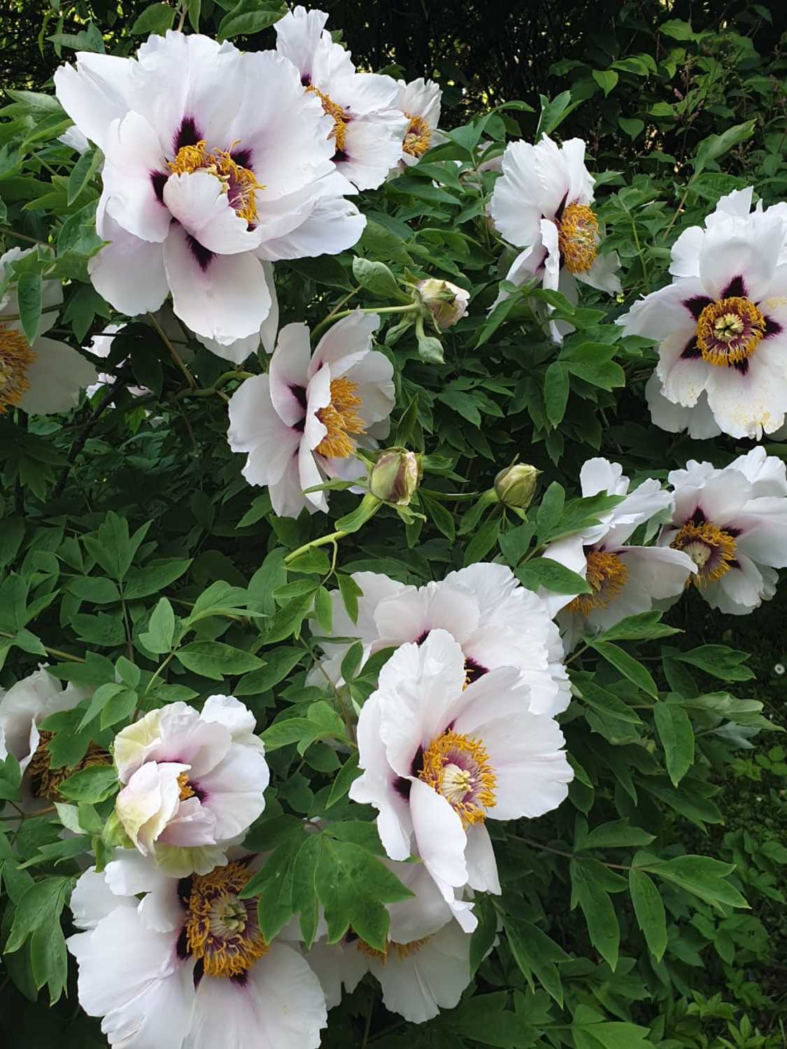 Лепесики, Maria V. Gorskaya