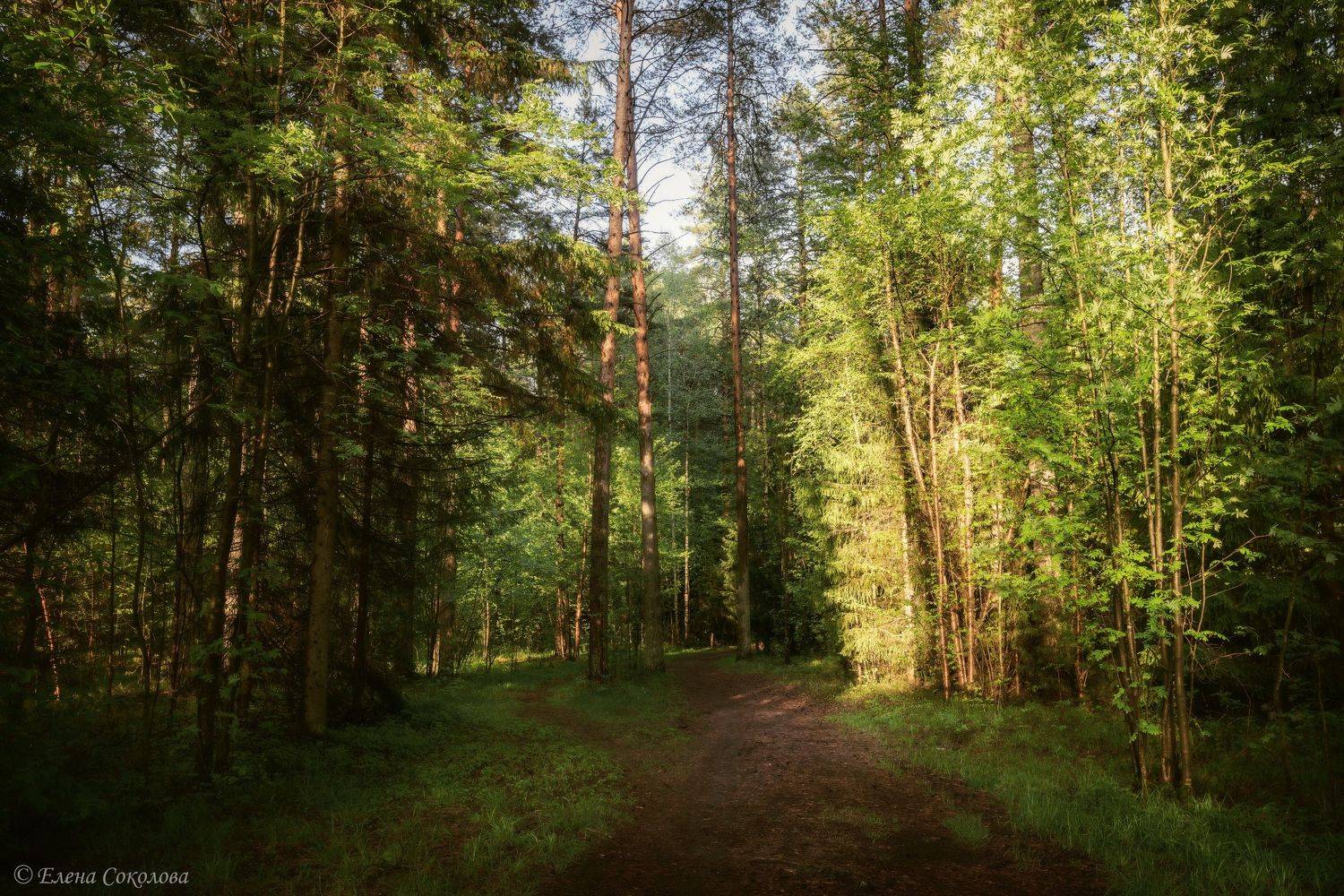 лес, весна, пейзаж, Соколова Елена