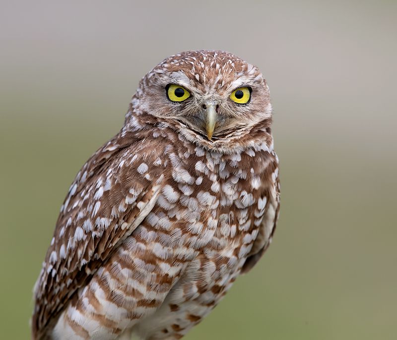 owl, burrowing owl,сыч, флорида,florida, хищные птицы Сыч - Burrowing Owl фото превью