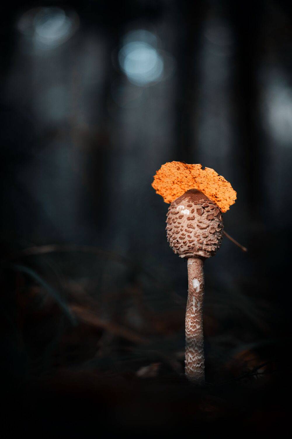 , Кузнецов Дмитрий