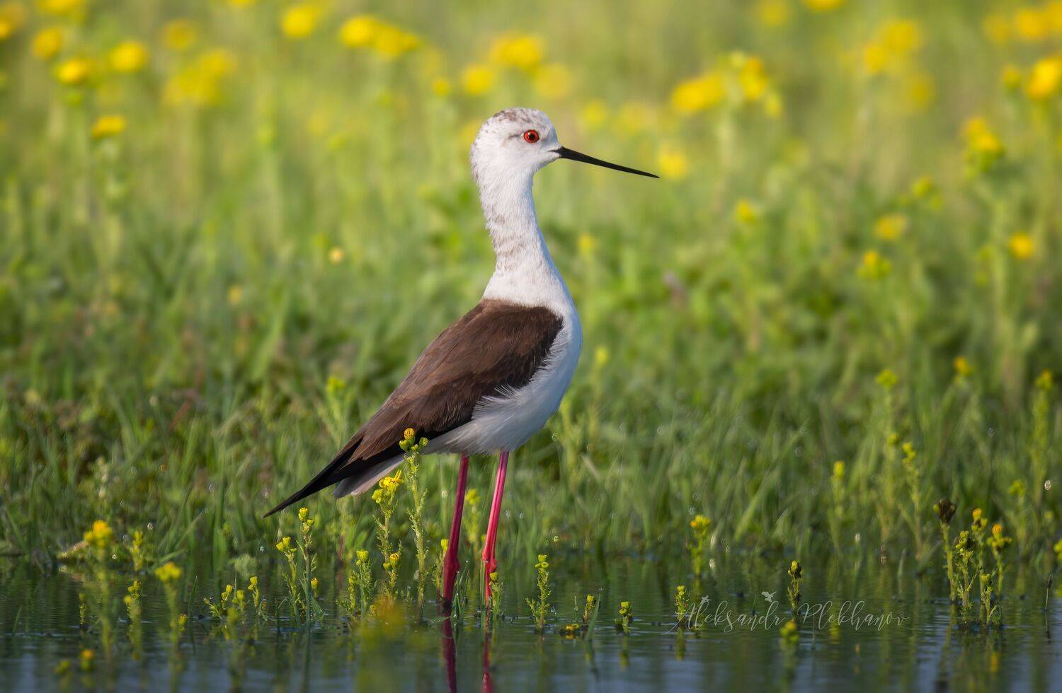 wildlife , куличёк , ходулочник, Плеханов Александр