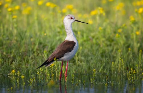 УТРО живой природы