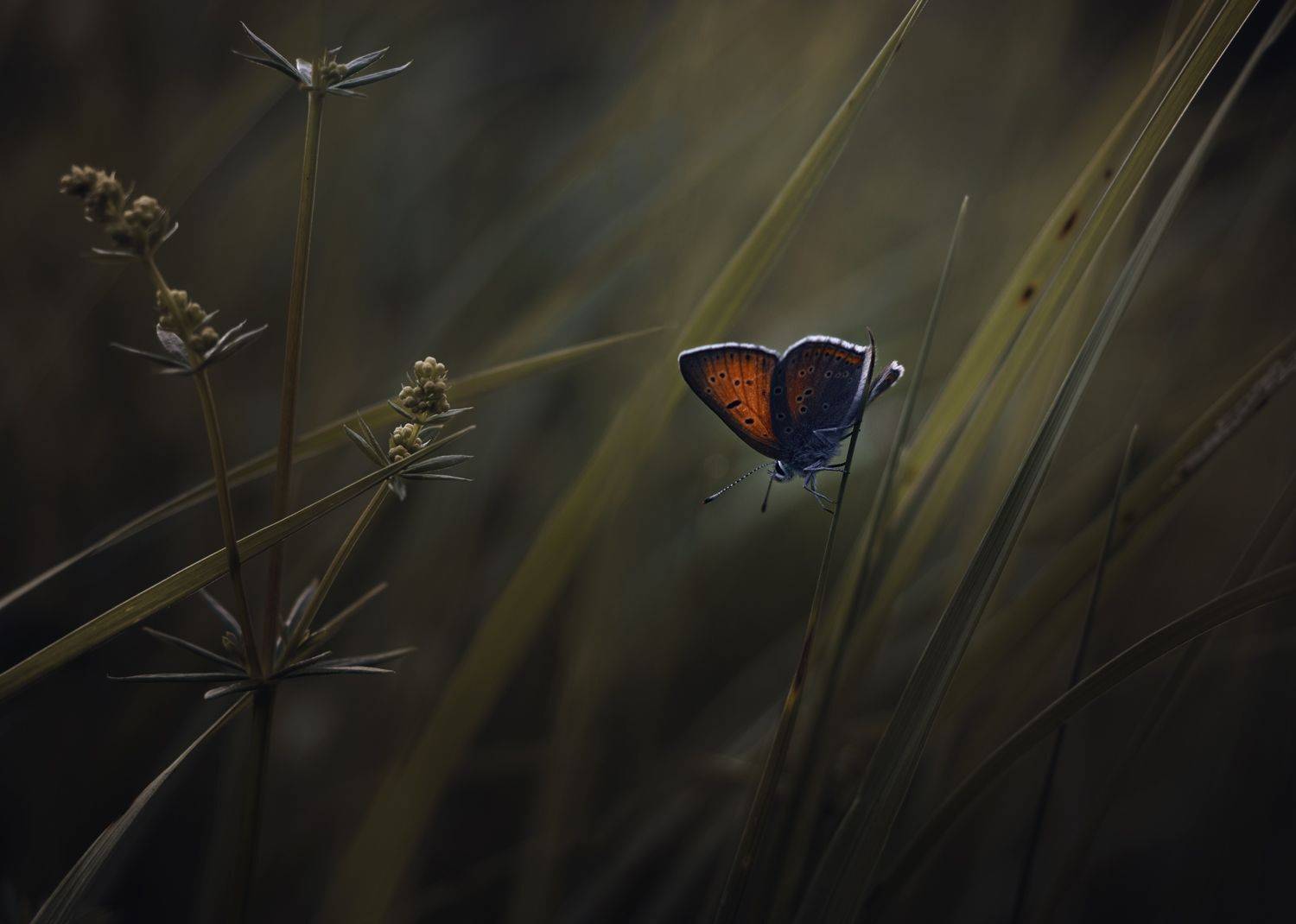 , Баранов Олег