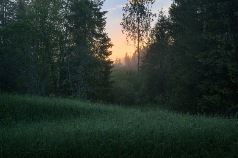 новгородская область, В перелеске фото превью