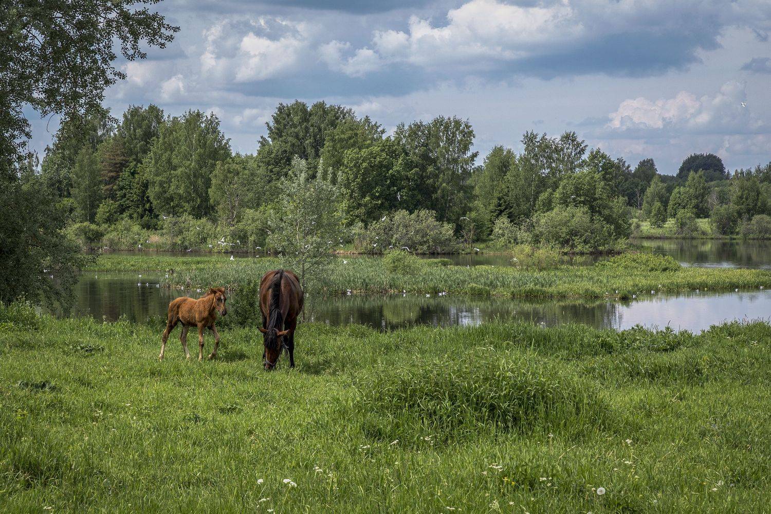 Тверская область, Гусева Елена