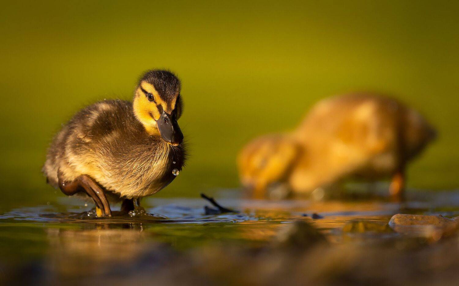 , Robert Adamec