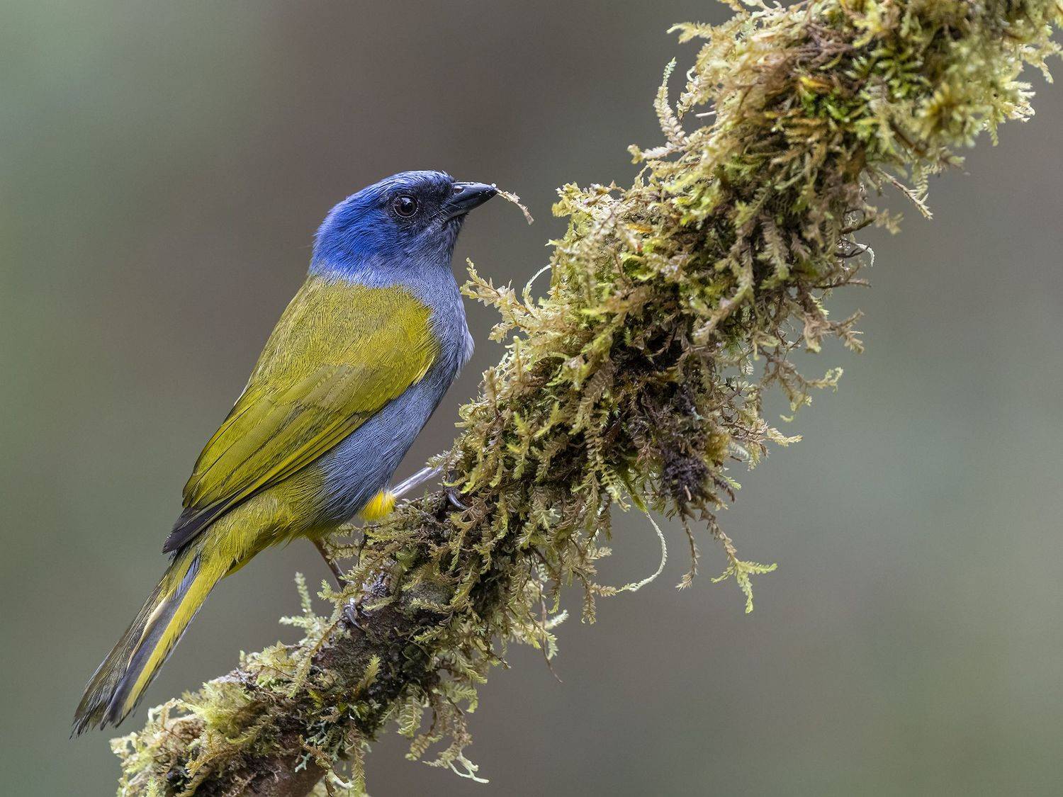 , Fernando Burgalin Sequeira