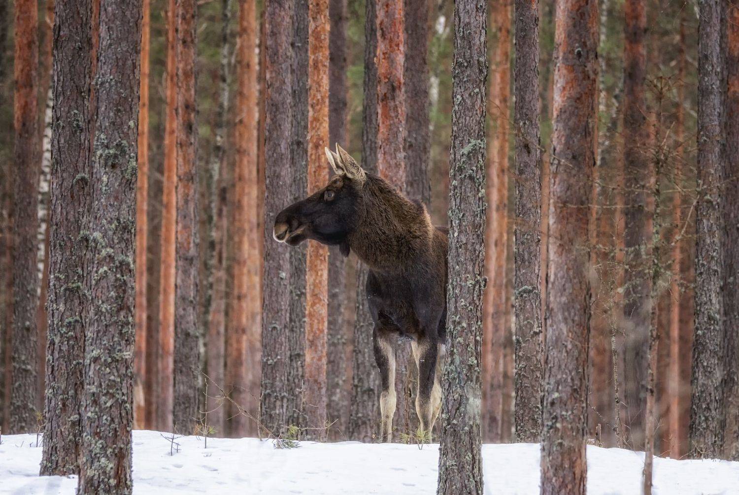 лось,лес,фотоохота., Анатолий Салтыков