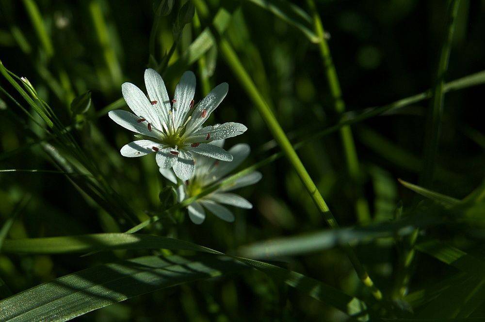 , Николаев Владимир