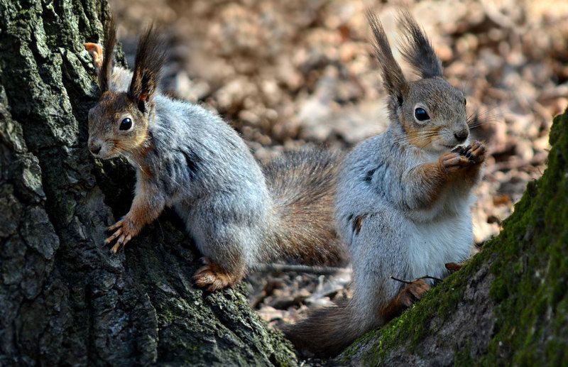 Пушистики фото превью