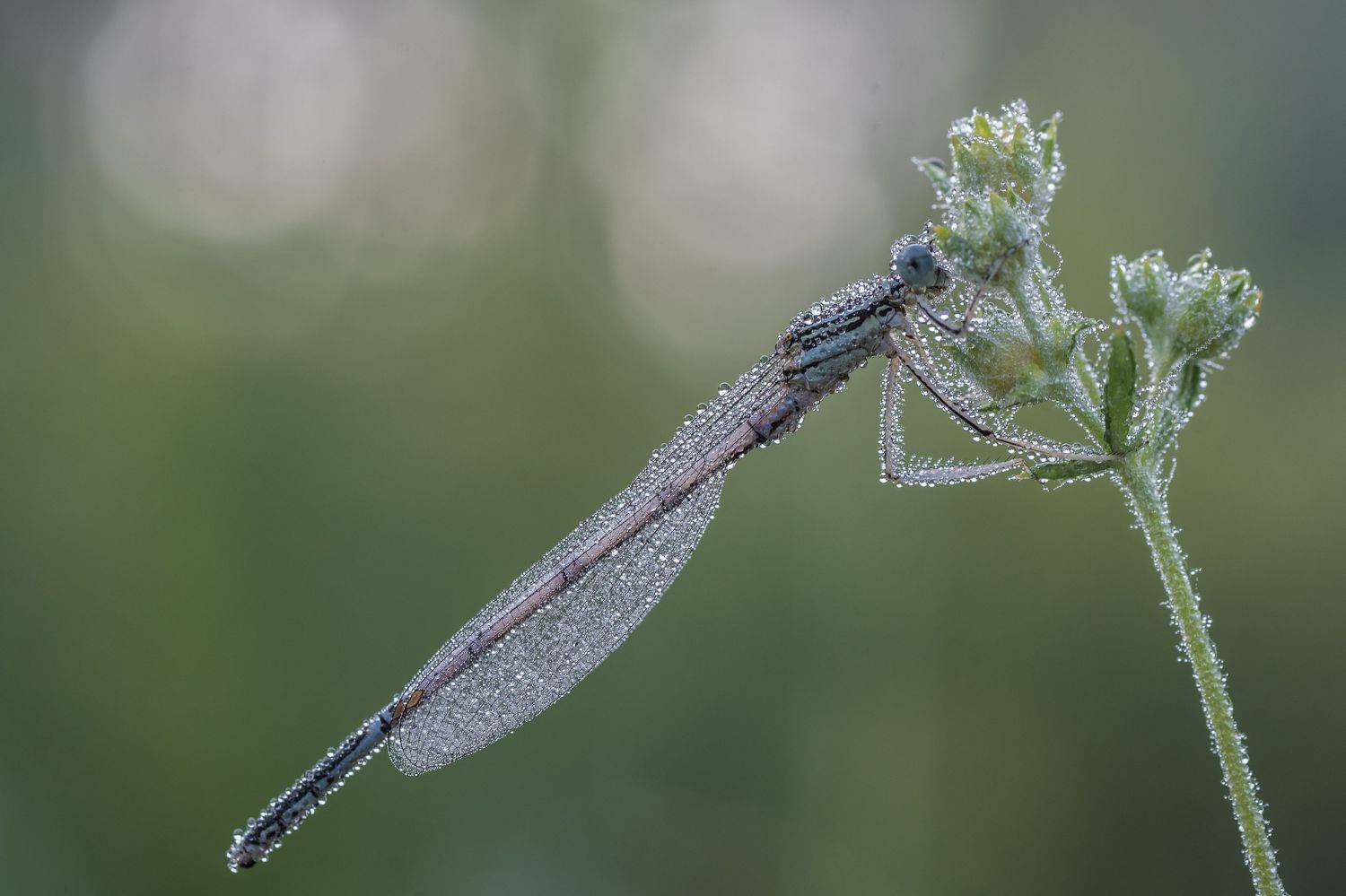 , Роман Зайцев