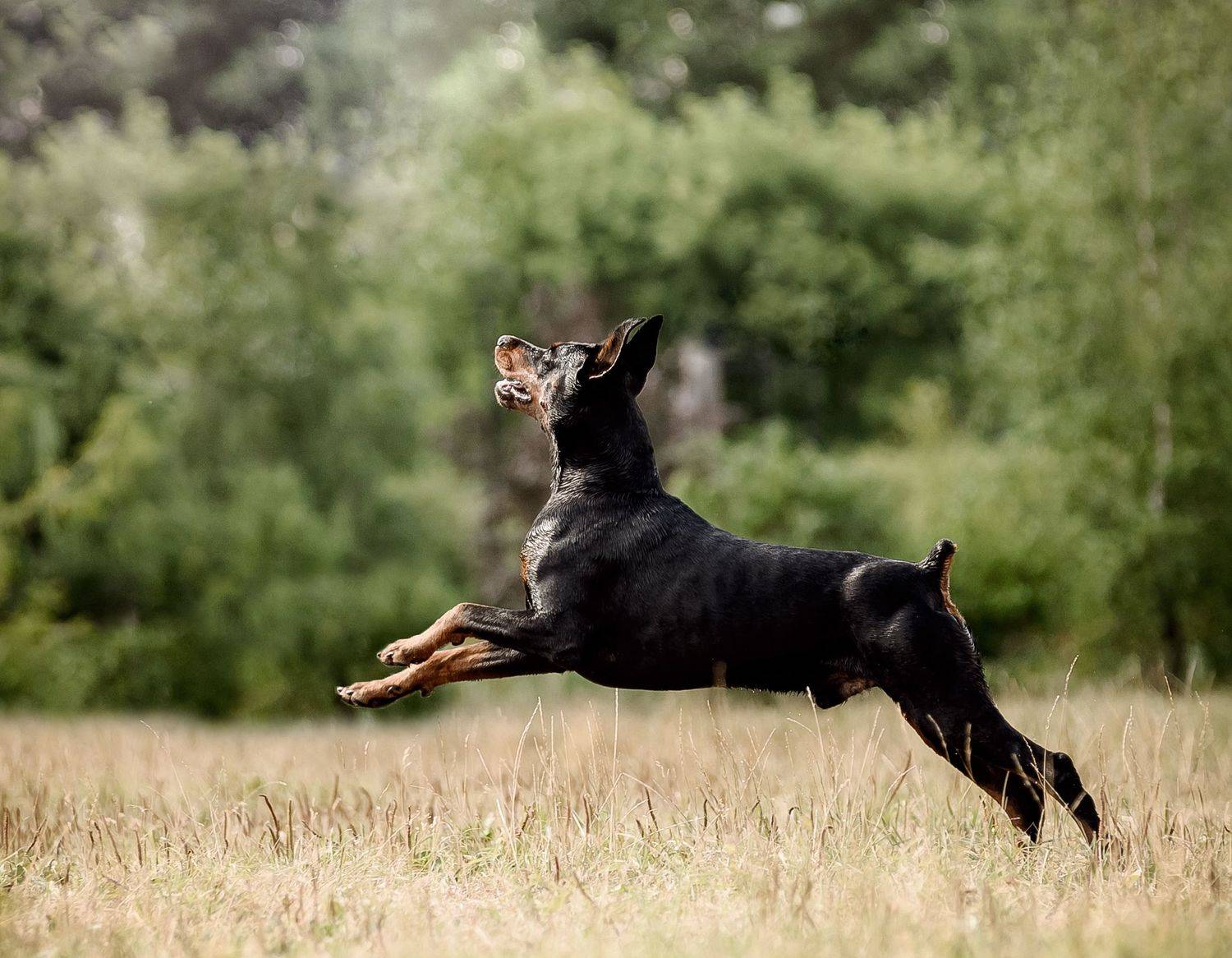 , Коптилина Галина