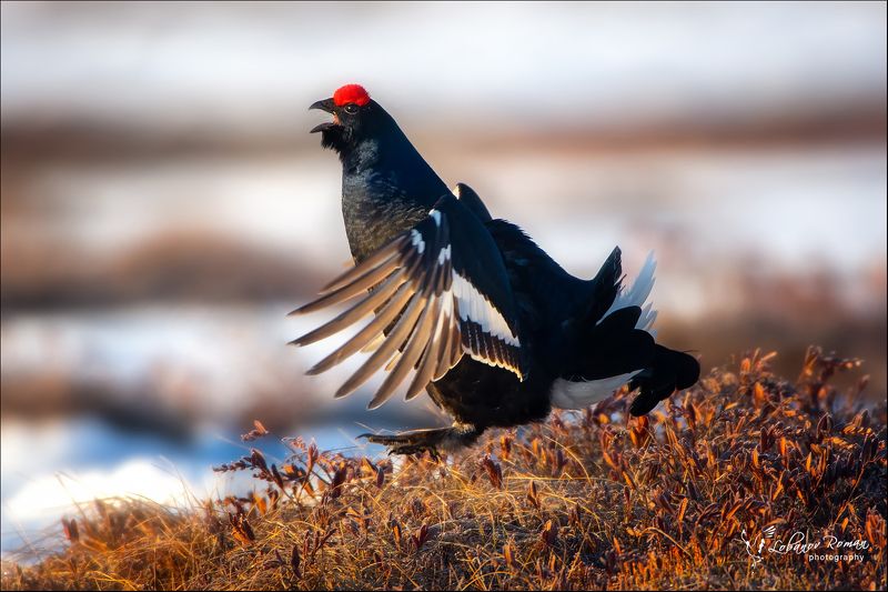 * * * фото превью