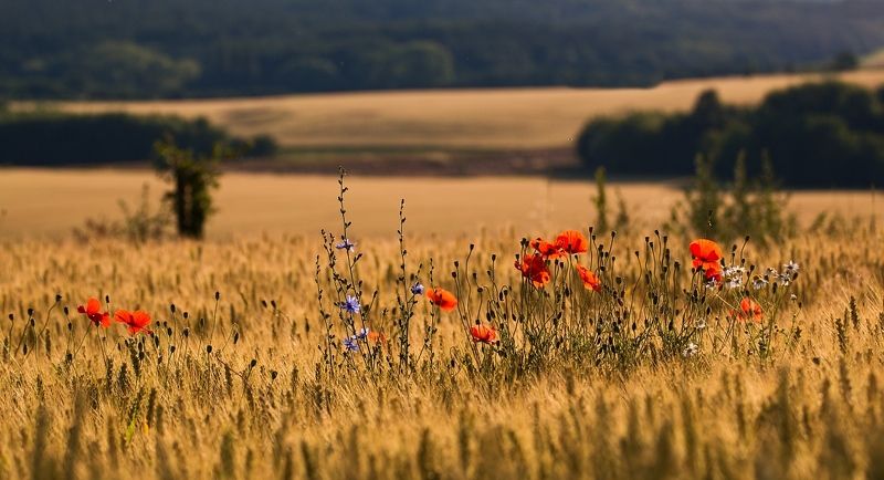 In a field of poppies фото превью