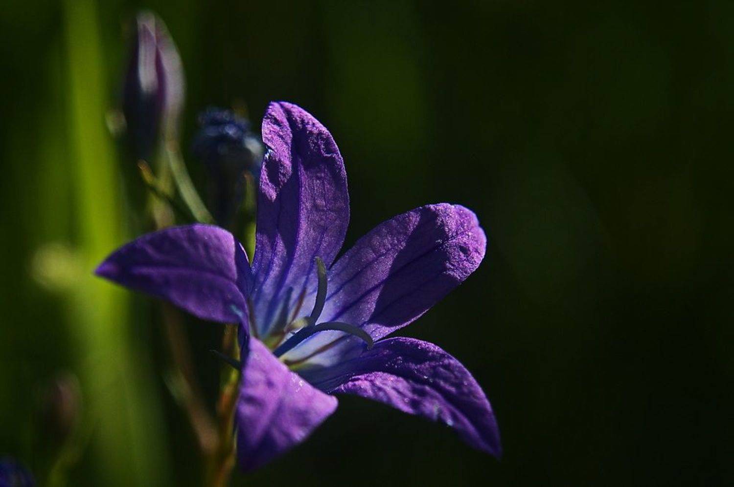 , Николаев Владимир