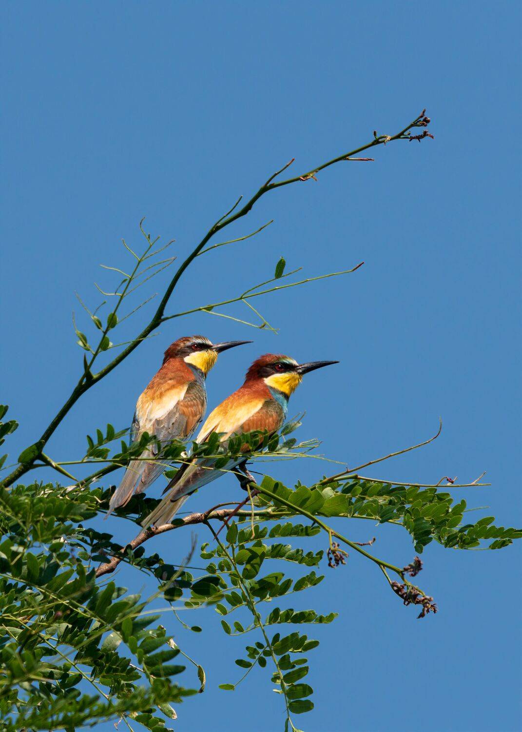 щурки золотистые, Алексей Рыльский