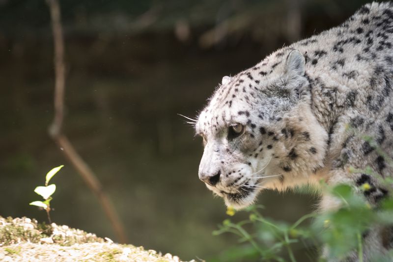 Snow Leopard фото превью