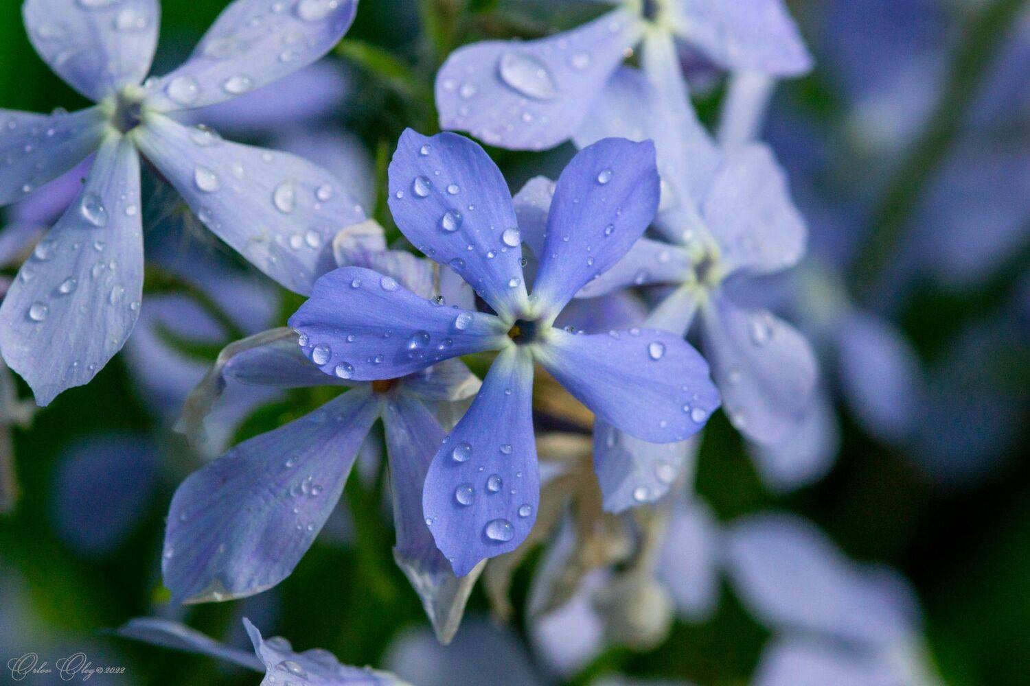 , Орлов Олег