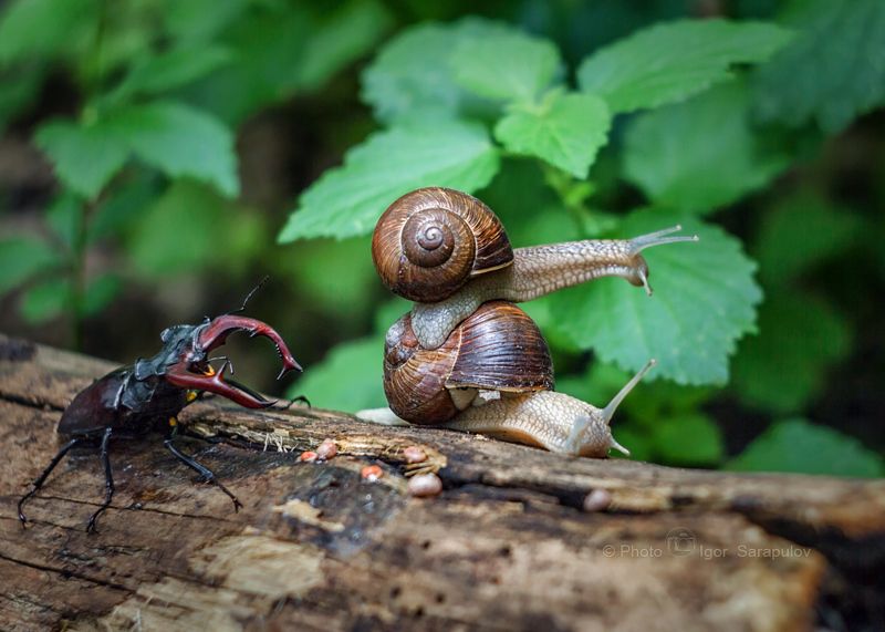улитки, сказка, рогач, рога,  природа,  монстр, макро, крупный план, крупный жук, исполины, жук олень, гиганты, борьба, большой жук, белгород, архиерейская роща, lucanus cervus, live for the story, helix pomatia, canon photo, beetle Нас не догонят! фото превью