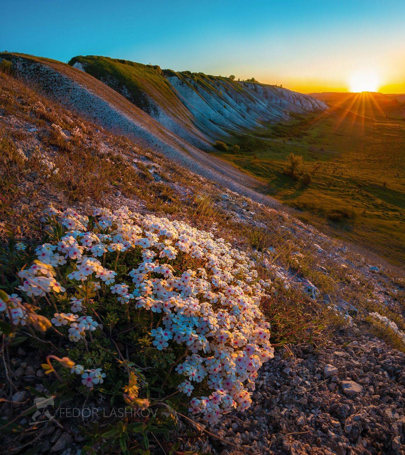 белгородская область, белогорье, май, весна, весенний, рассвет, холмы, меловое, склон, холмистое, цветение, степь, альпы, проломник козо-полянского, сниженные альпы, солнце, цветок,, Лашков Фёдор