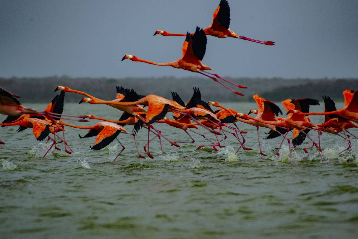 birds,colours, nature,water,landscape, Yako Laverde