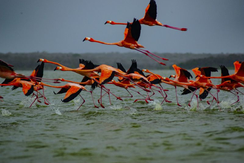 birds,colours, nature,water,landscape family of flamingos фото превью
