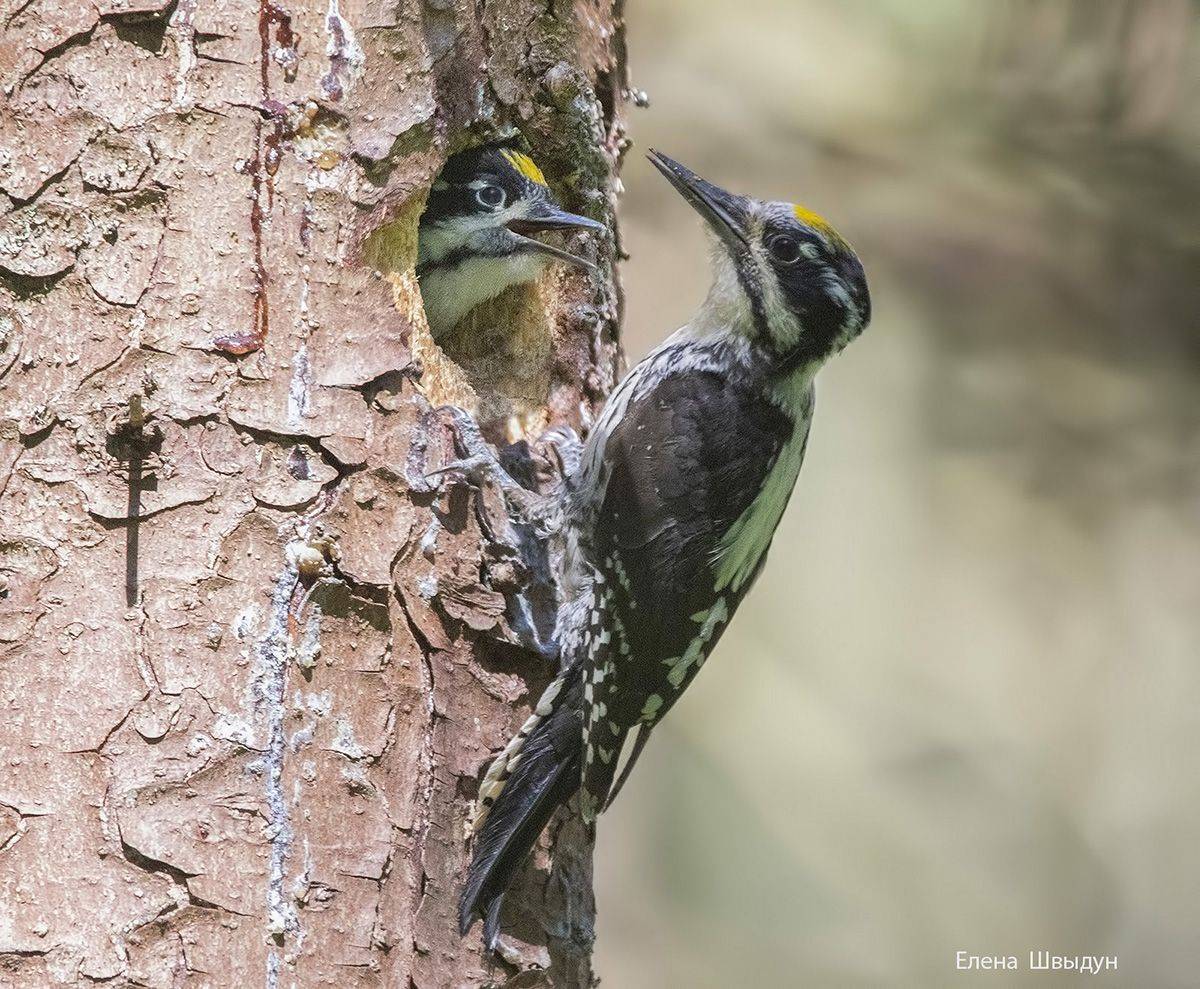 bird of prey, animal, birds, bird,  animal wildlife,  nature,  animals in the wild, eurasian three toed woodpecker, дятел, трёхпалый дятел, дупло, молодой трёхпалый дятел, Елена Швыдун