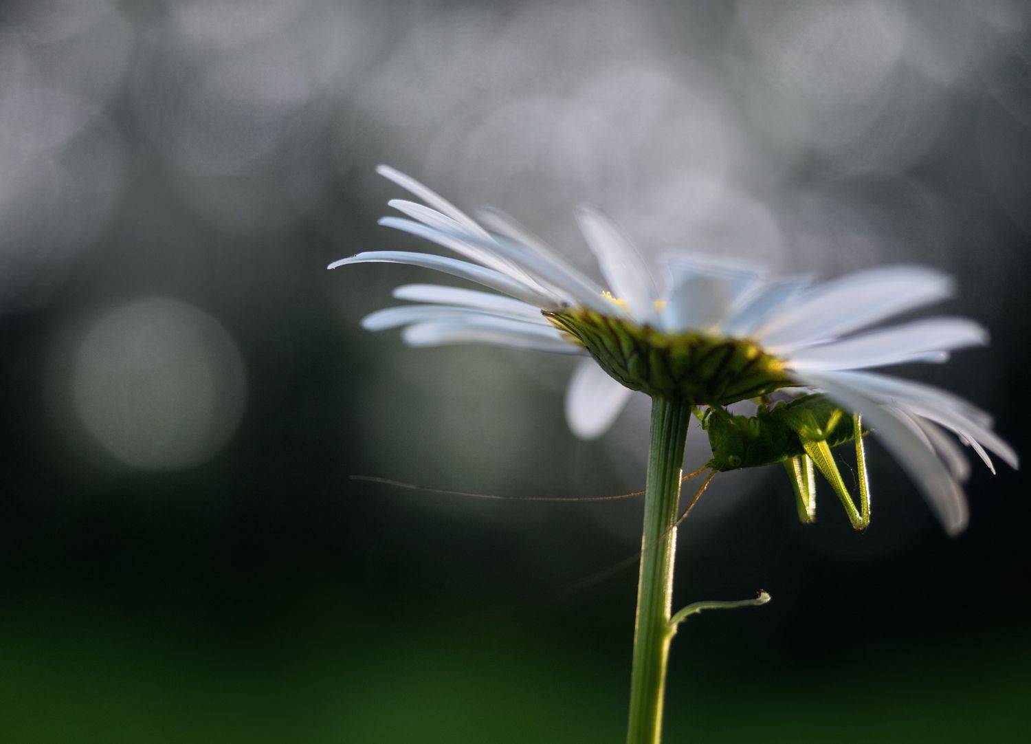 , Баранов Олег