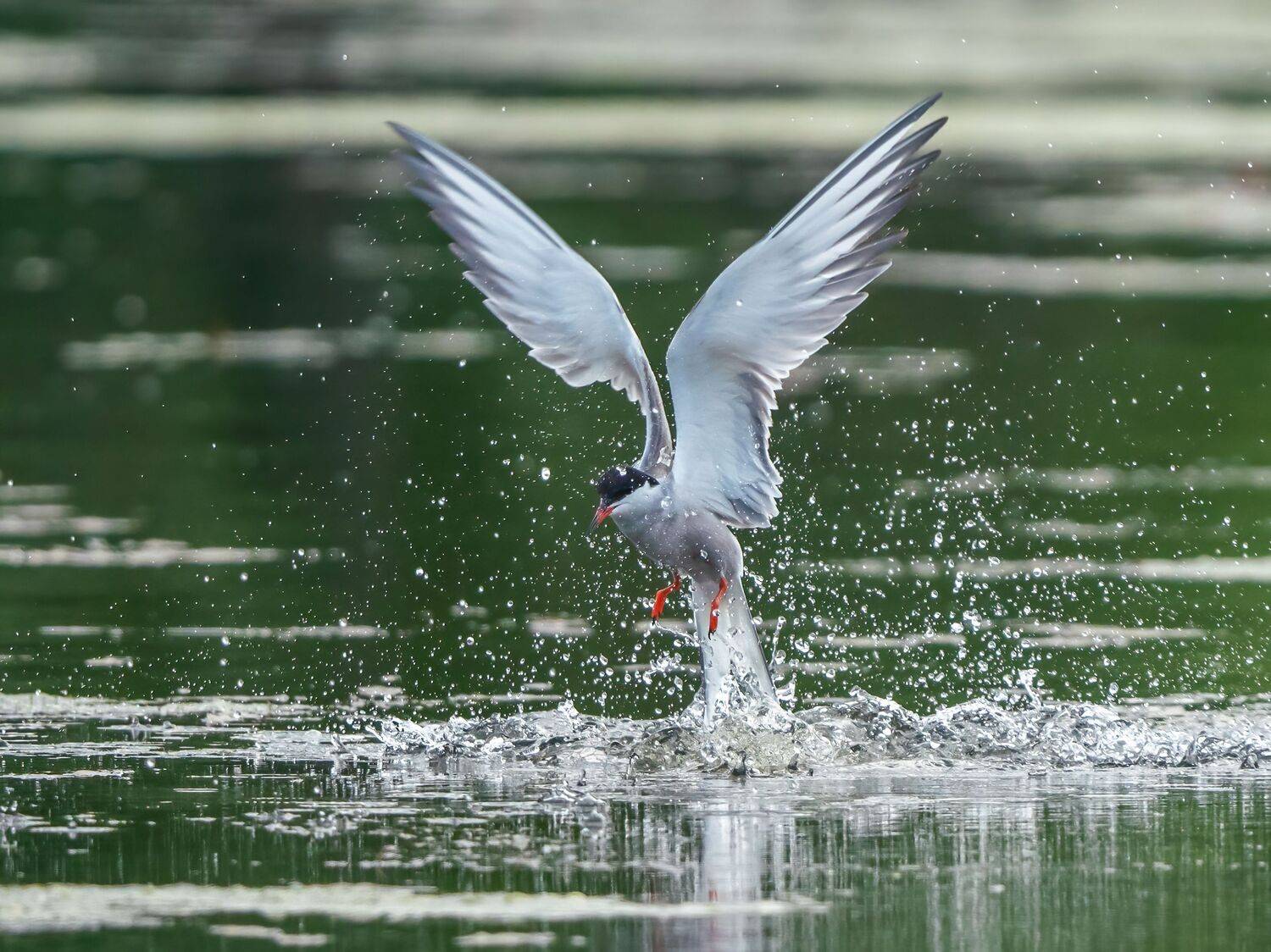 , Константин Дэм