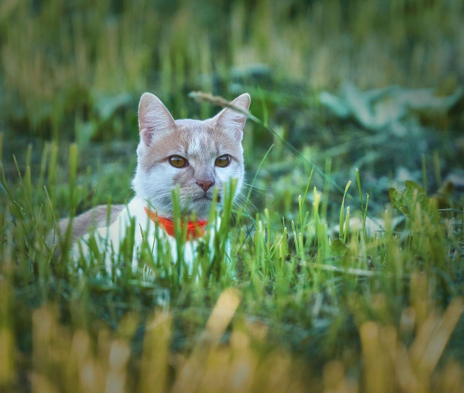 , Константин Дэм